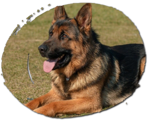 Trained German Shepherd Dog